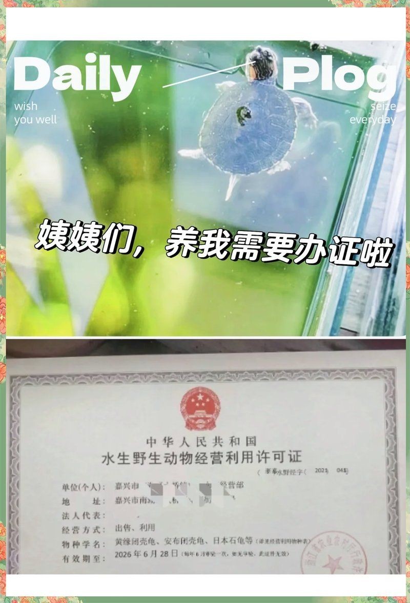 家庭養龜辦不了證：家庭養龜辦證困境與合法化路徑探析