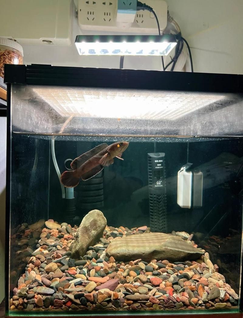 酒紅雷龍0度會凍死嗎：哪種雷龍魚最耐寒