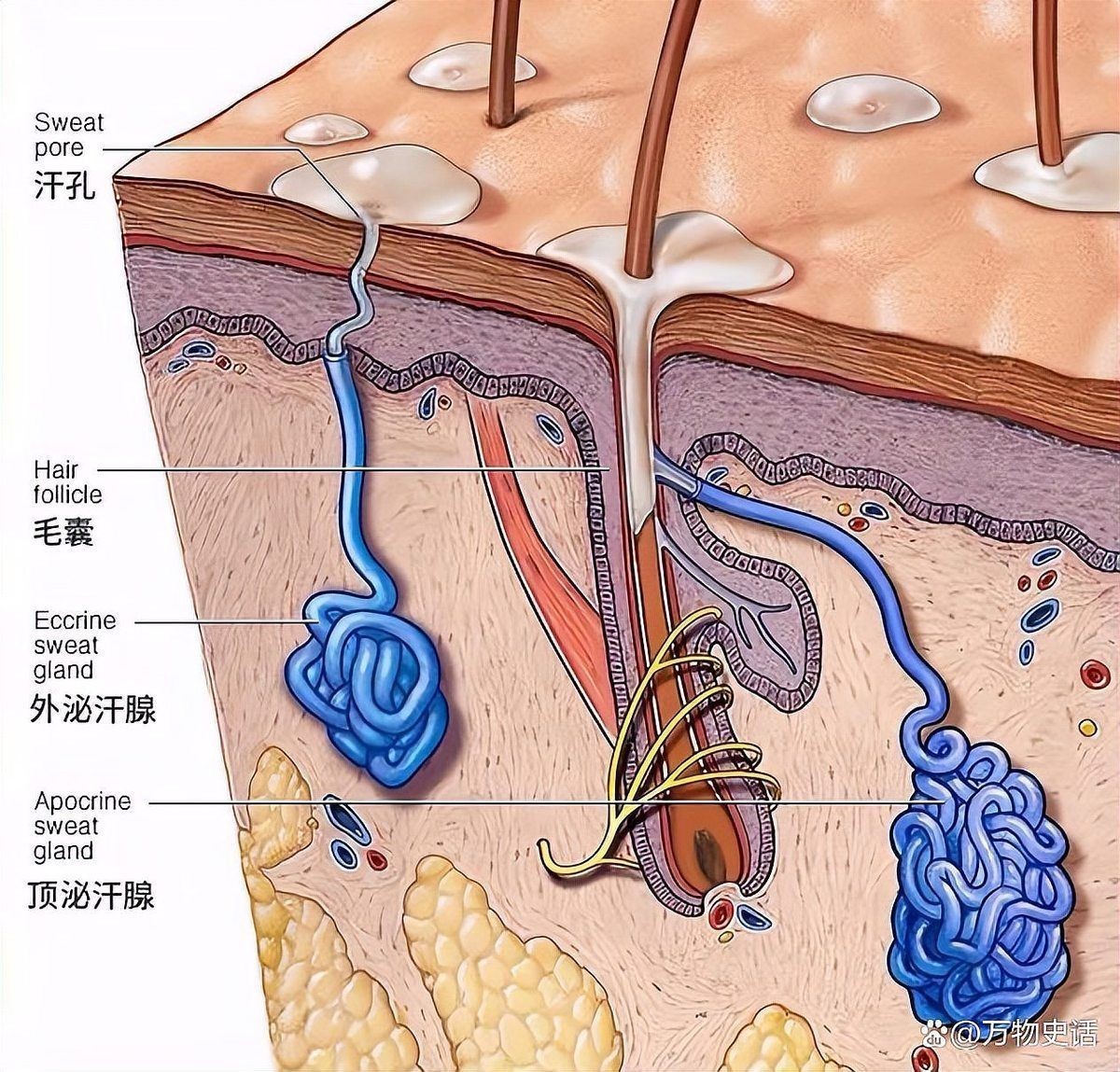 狐臭是哪個民族的基因：abcc11基因突變導(dǎo)致大汗腺分泌減少