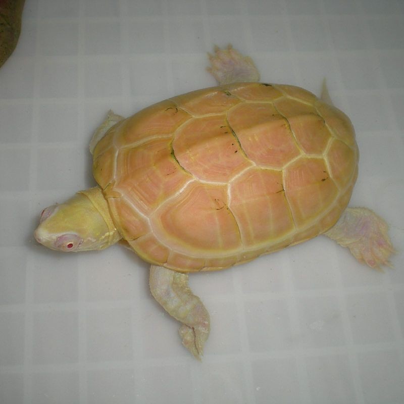 家里養白化烏龜不<strong><mark>吉利</mark></strong>：關于白化龜飼養的吉兇辯證