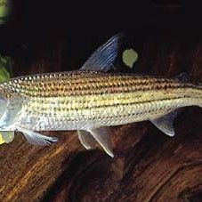 金老虎魚(yú)是什么魚(yú)：金老虎魚(yú)與福氏狗脂鯉