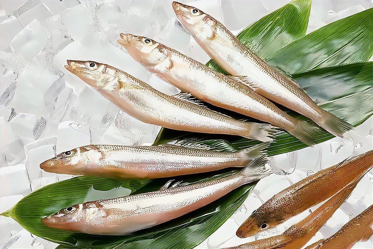 今年刀魚的價格：2019年刀魚價格趨勢分析 今年刀魚的價格：2019年刀魚價格趨勢分析 龍魚百科 第7張