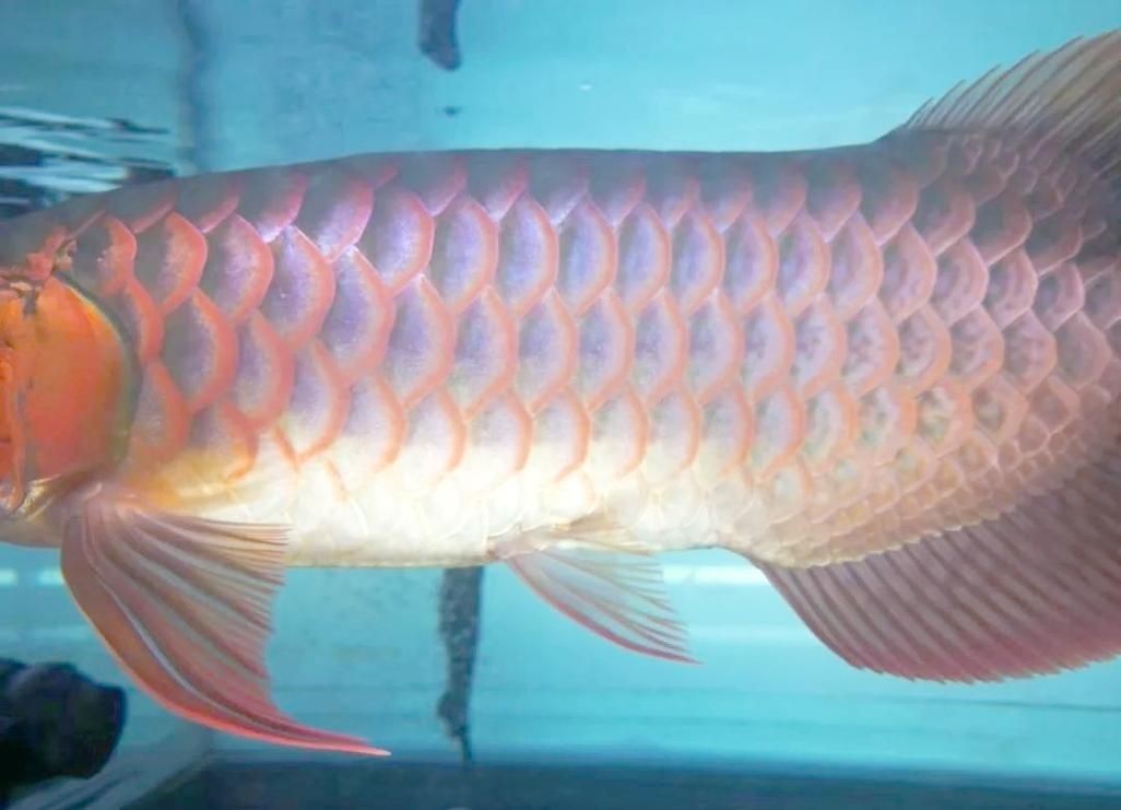 紅龍魚發色過程圖：紅龍魚發色的各個階段