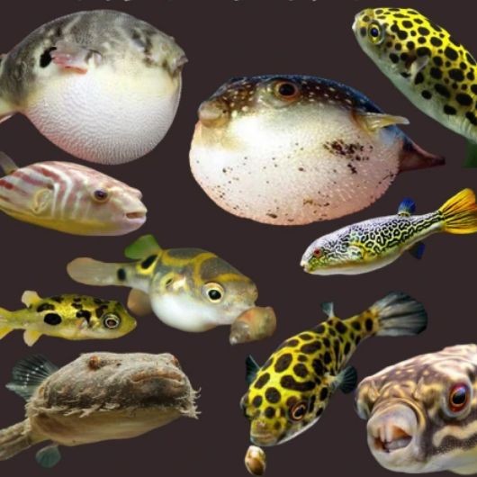 海水狗頭魚：關于海水狗頭魚的詳細介紹