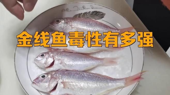 金線魚為何不建議吃：關于金線魚的食用風險