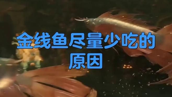 金線魚為何不建議吃：關于金線魚的食用風險