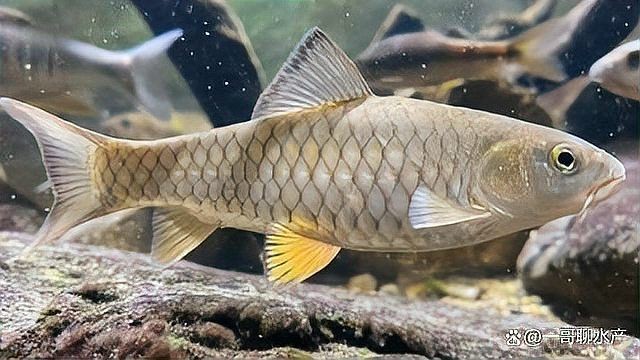 怎么判斷魚得了腸炎：魚得了腸炎是啥癥狀