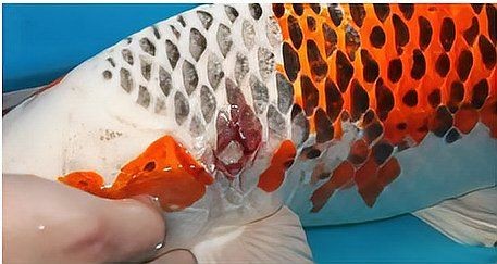 怎么判斷魚得了腸炎：魚得了腸炎是啥癥狀