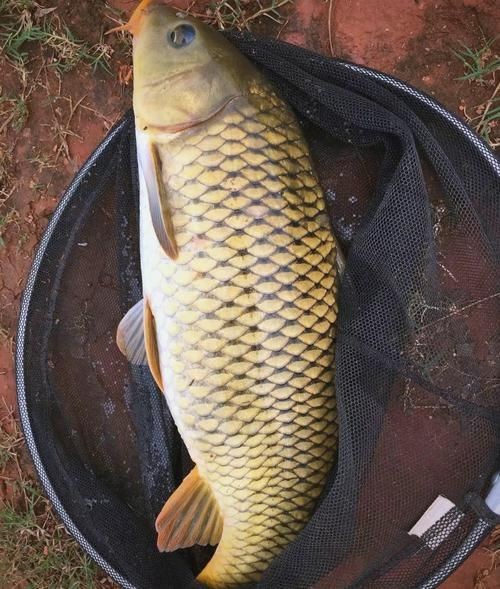 巨型鯉魚圖片：巨型“龍鱗鯉”重現江湖,被江西老表捕獲,猶如身披黃金甲!