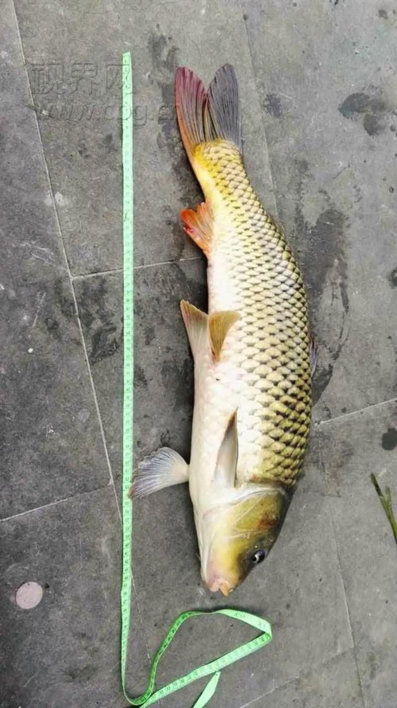 巨型鯉魚圖片：巨型“龍鱗鯉”重現江湖,被江西老表捕獲,猶如身披黃金甲!