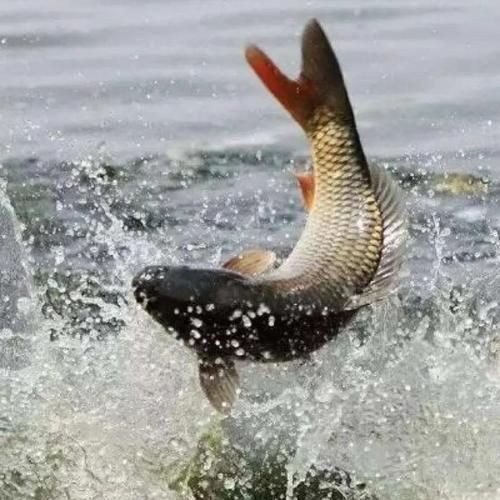 巨型鯉魚圖片：巨型“龍鱗鯉”重現江湖,被江西老表捕獲,猶如身披黃金甲!