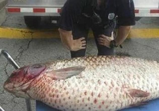巨型鯉魚圖片：巨型“龍鱗鯉”重現江湖,被江西老表捕獲,猶如身披黃金甲!
