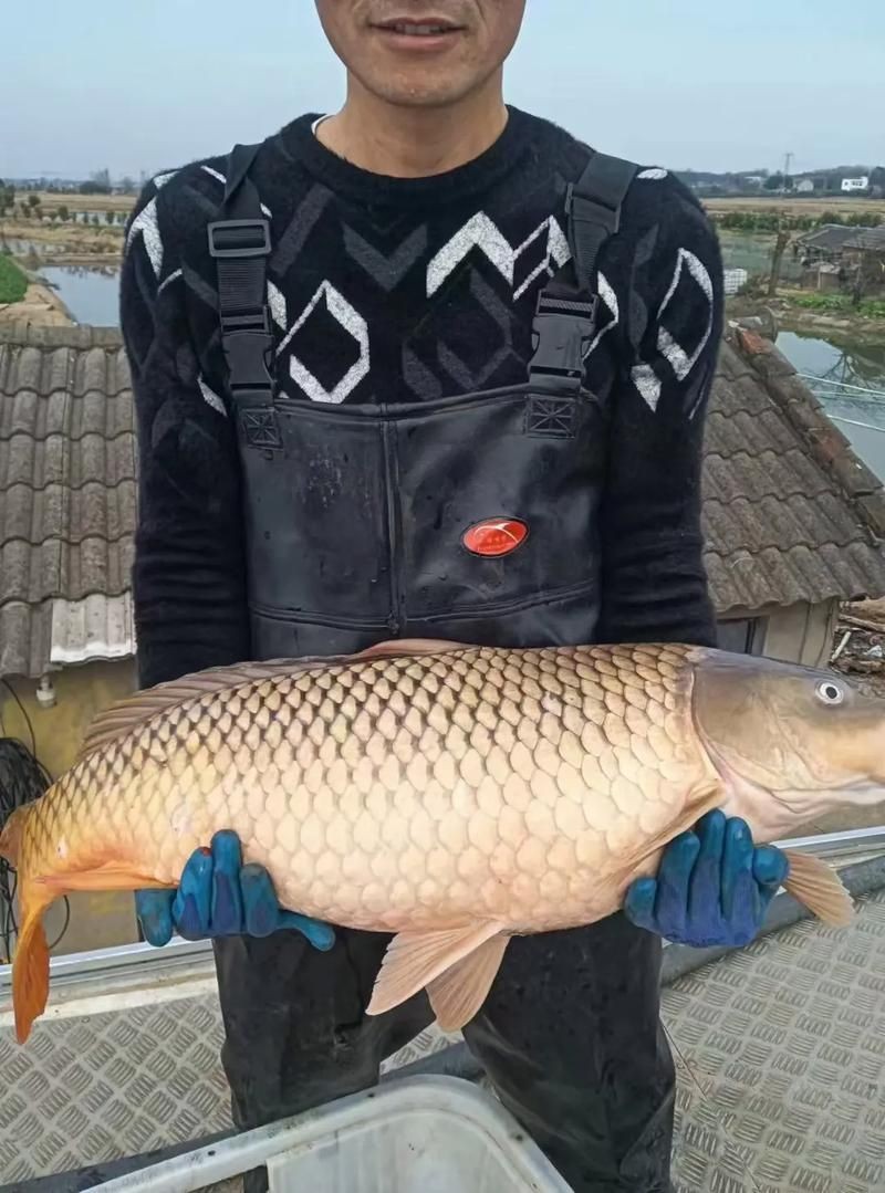 巨型鯉魚圖片：巨型“龍鱗鯉”重現江湖,被江西老表捕獲,猶如身披黃金甲!