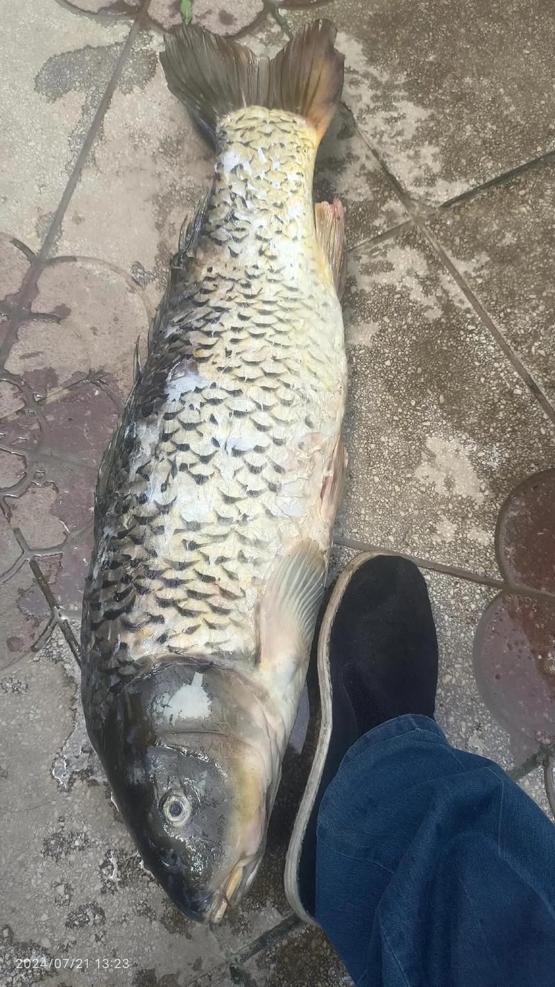 巨型鯉魚圖片：巨型“龍鱗鯉”重現江湖,被江西老表捕獲,猶如身披黃金甲!