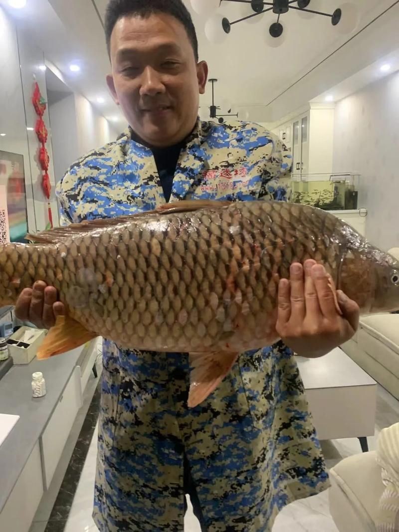 巨型鯉魚圖片：巨型“龍鱗鯉”重現江湖,被江西老表捕獲,猶如身披黃金甲!