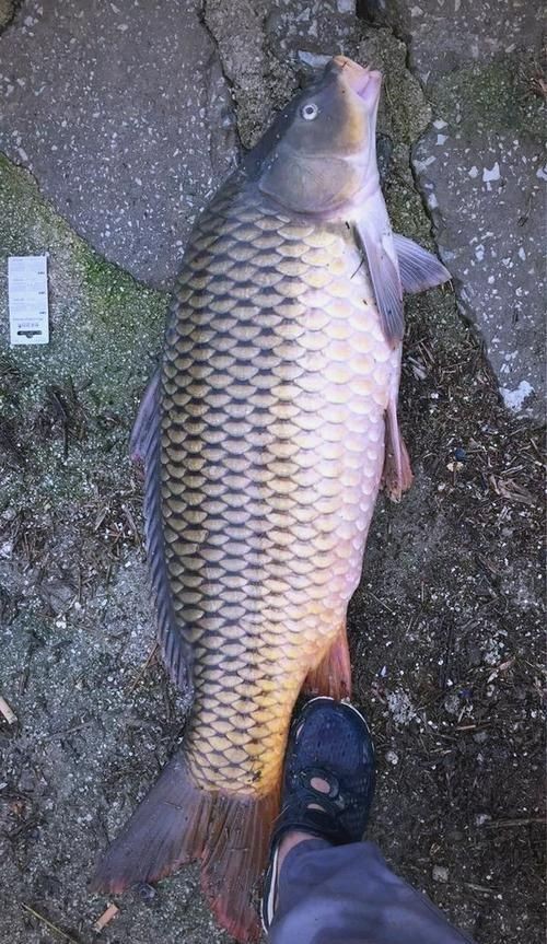 巨型鯉魚圖片：巨型“龍鱗鯉”重現江湖,被江西老表捕獲,猶如身披黃金甲!