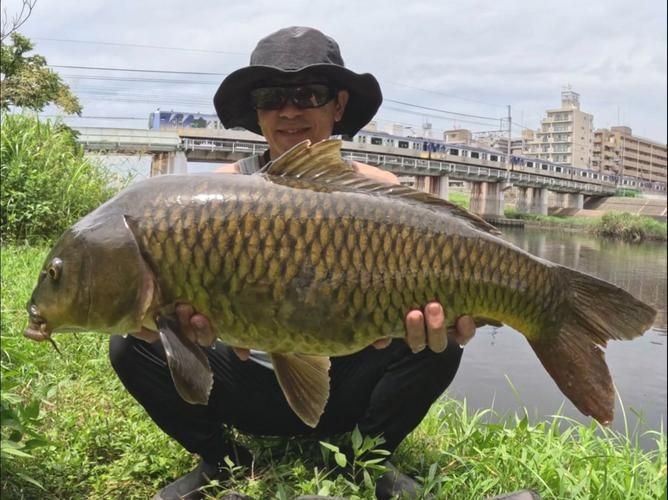 巨型鯉魚圖片：巨型“龍鱗鯉”重現江湖,被江西老表捕獲,猶如身披黃金甲!