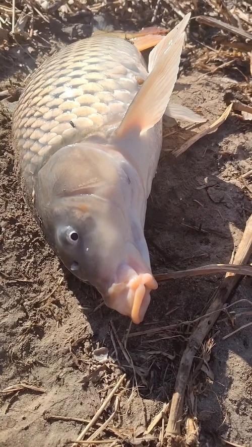 巨型鯉魚圖片：巨型“龍鱗鯉”重現江湖,被江西老表捕獲,猶如身披黃金甲!