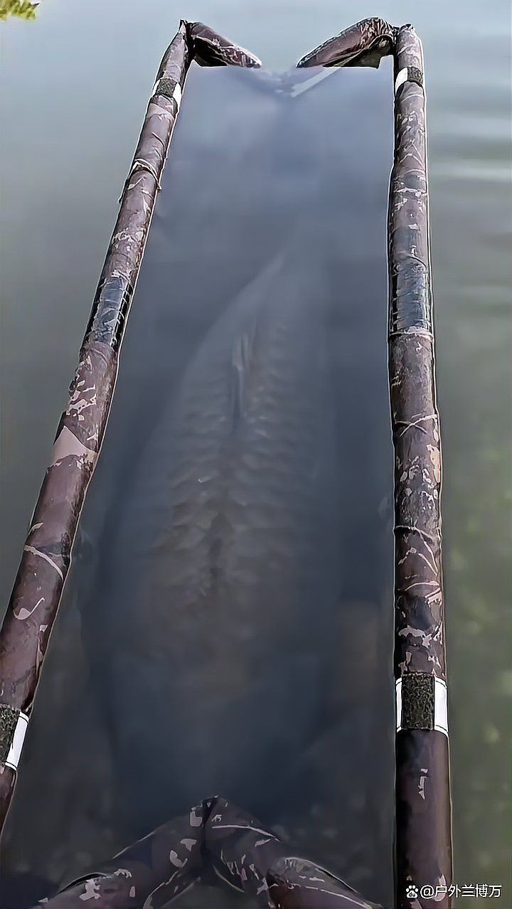 巨型鯉魚圖片：巨型“龍鱗鯉”重現江湖,被江西老表捕獲,猶如身披黃金甲!
