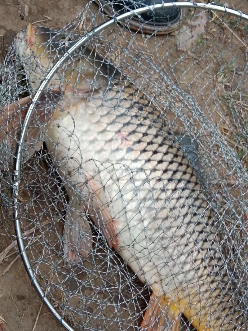 巨型鯉魚圖片：巨型“龍鱗鯉”重現江湖,被江西老表捕獲,猶如身披黃金甲!