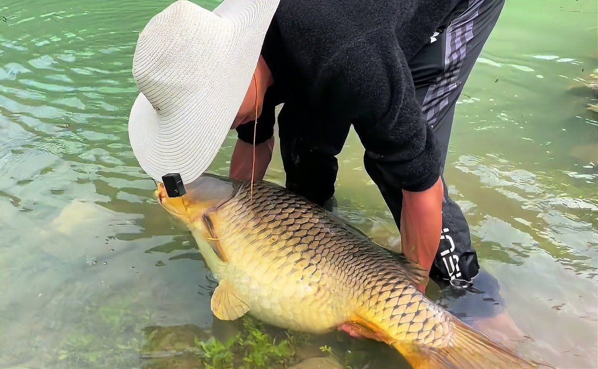 巨型鯉魚圖片：巨型“龍鱗鯉”重現江湖,被江西老表捕獲,猶如身披黃金甲!