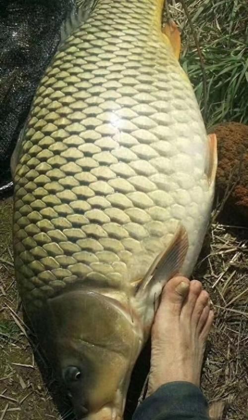 巨型鯉魚圖片：巨型“龍鱗鯉”重現江湖,被江西老表捕獲,猶如身披黃金甲!