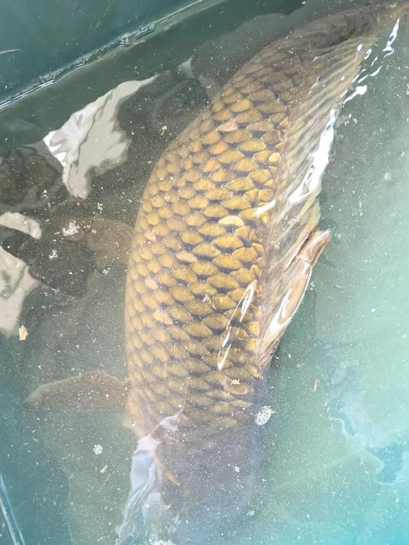 巨型鯉魚圖片：巨型“龍鱗鯉”重現江湖,被江西老表捕獲,猶如身披黃金甲!