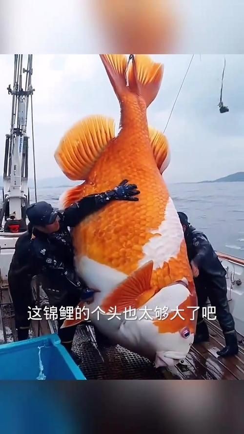 巨型鯉魚圖片：巨型“龍鱗鯉”重現江湖,被江西老表捕獲,猶如身披黃金甲!