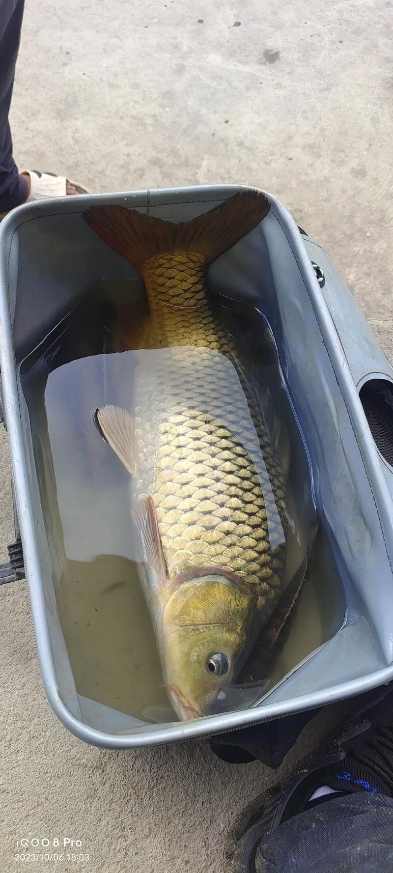 巨型鯉魚圖片：巨型“龍鱗鯉”重現江湖,被江西老表捕獲,猶如身披黃金甲!