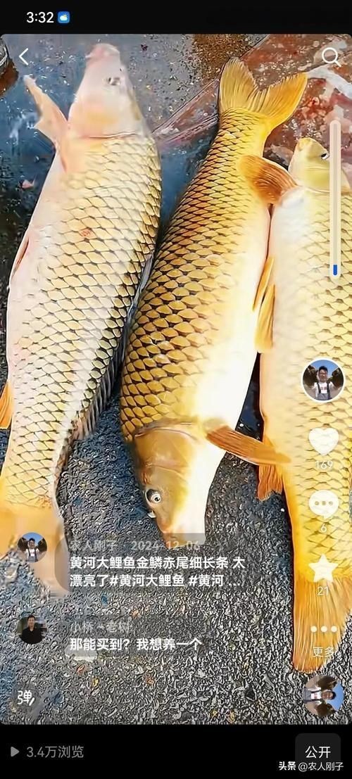 巨型鯉魚圖片：巨型“龍鱗鯉”重現江湖,被江西老表捕獲,猶如身披黃金甲!