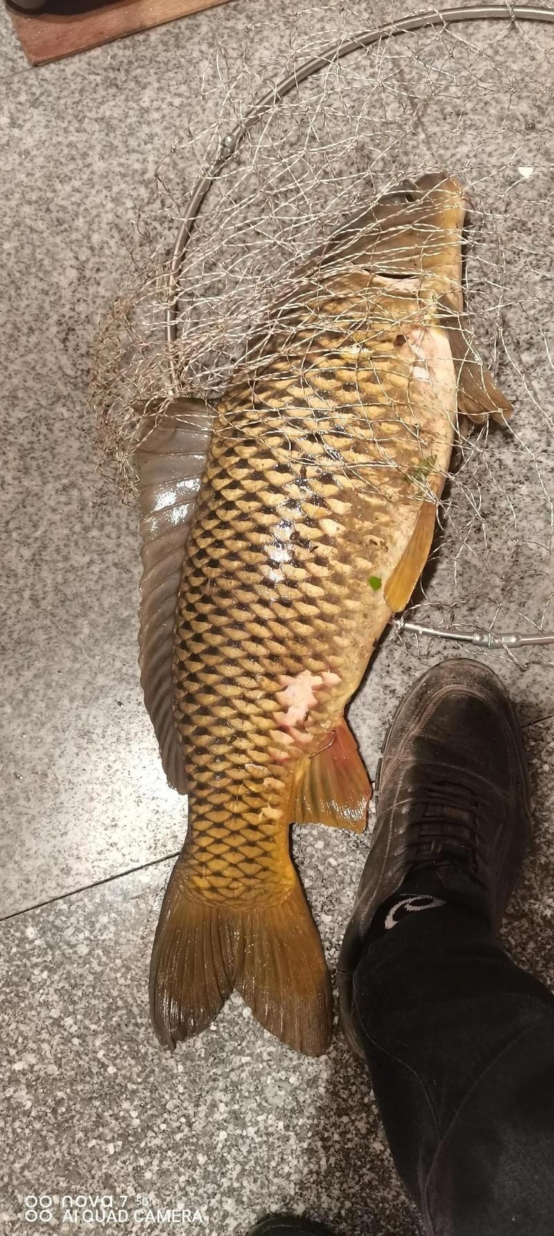 巨型鯉魚圖片：巨型“龍鱗鯉”重現江湖,被江西老表捕獲,猶如身披黃金甲!