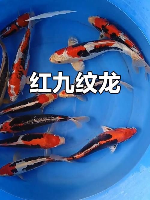 九紋龍錦鯉圖片：“九紋龍錦鯉圖片”聚焦價值的水產生物的獨特魅力
