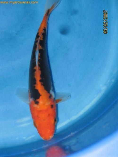九紋龍錦鯉圖片：“九紋龍錦鯉圖片”聚焦價值的水產生物的獨特魅力