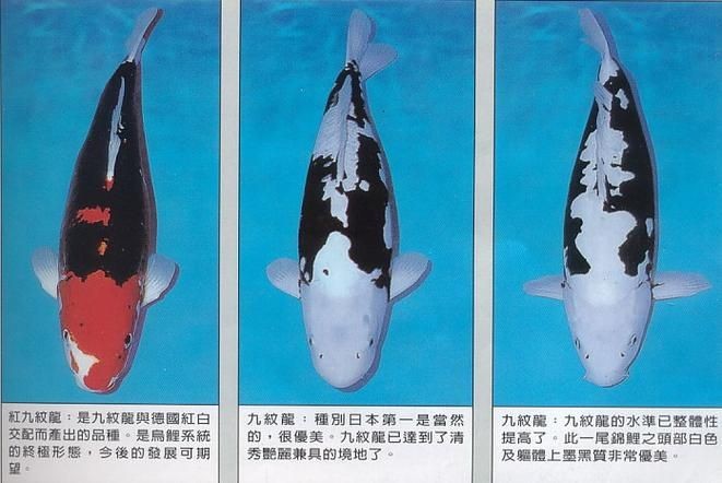 九紋龍錦鯉圖片：“九紋龍錦鯉圖片”聚焦價值的水產生物的獨特魅力