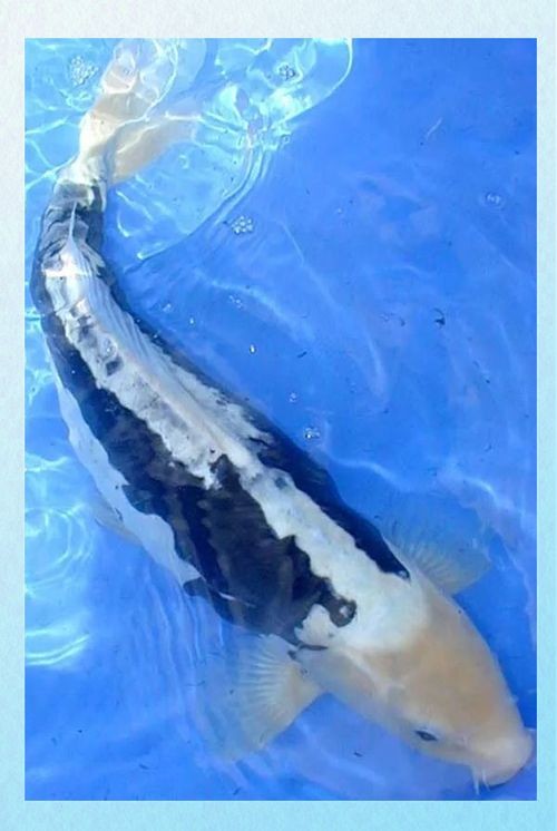 九紋龍錦鯉圖片：“九紋龍錦鯉圖片”聚焦價值的水產生物的獨特魅力