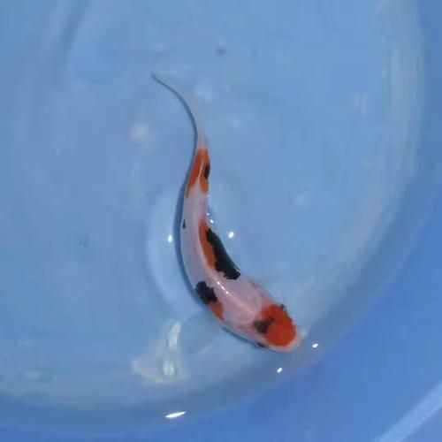 九紋龍錦鯉圖片：“九紋龍錦鯉圖片”聚焦價值的水產生物的獨特魅力