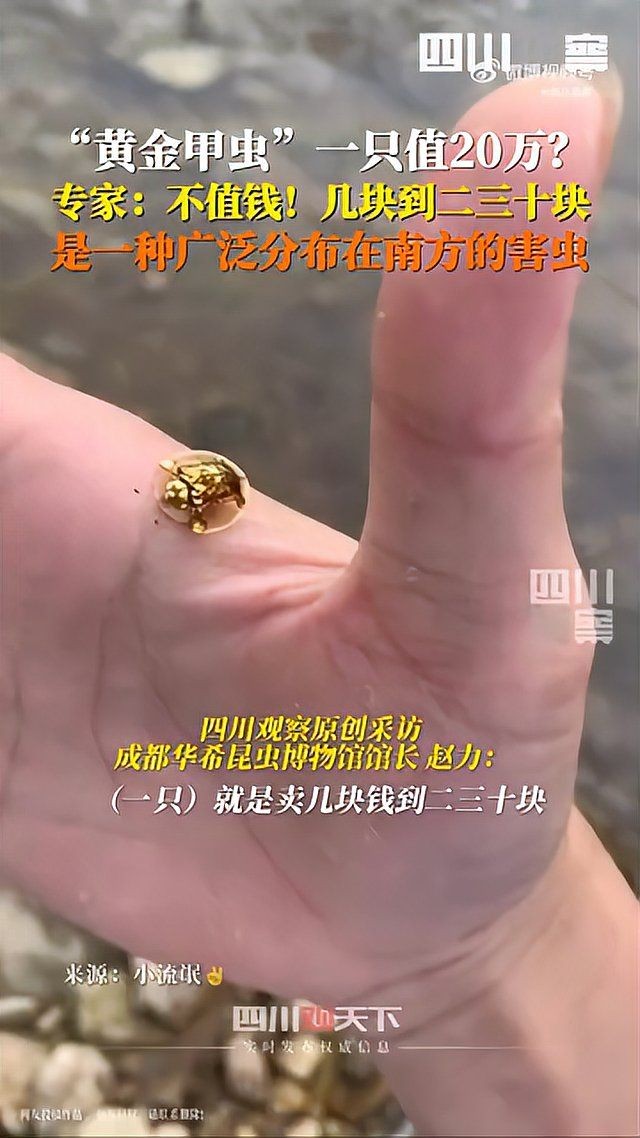 甲蟲多少錢一只：“黃金甲蟲”一只值20萬專家:不僅不值錢還對農業有害
