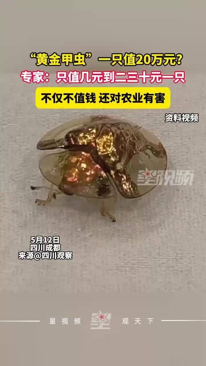 甲蟲多少錢一只：“黃金甲蟲”一只值20萬專家:不僅不值錢還對農業有害