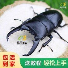 甲蟲多少錢一只：“黃金甲蟲”一只值20萬專家:不僅不值錢還對農業有害