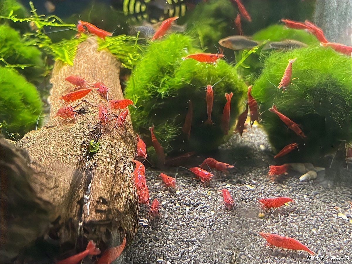 昌都魚缸維護：昌都地區的魚缸維護需結合高原氣候與水質特點展開 昌都魚缸維護：昌都地區的魚缸維護需結合高原氣候與水質特點展開 全國水族館企業名錄 第4張