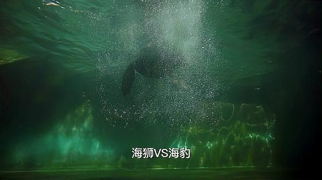 海獅和海豹誰厲害：海獅vs海豹:傻傻分不清3招教你一眼識別