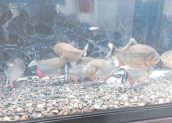 國家允許吃食人魚嗎：關于食人魚養殖的一些問題