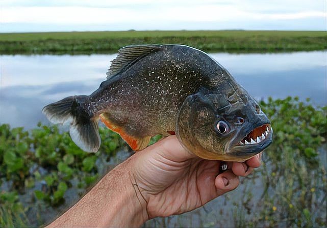 國家允許吃食人魚嗎：關于食人魚養殖的一些問題