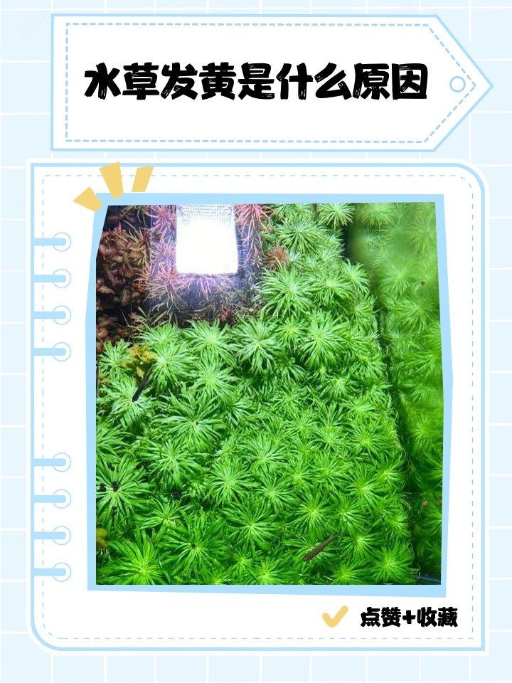 吉印專業水草燈為啥是黃光,觀賞度下:吉印專業水草燈 龍魚論壇 第5張 吉印專業水草燈為啥是黃光,觀賞度下:吉印專業水草燈 吉印專業水草燈為啥是黃光,觀賞度下:吉印專業水草燈 龍魚論壇 第5張