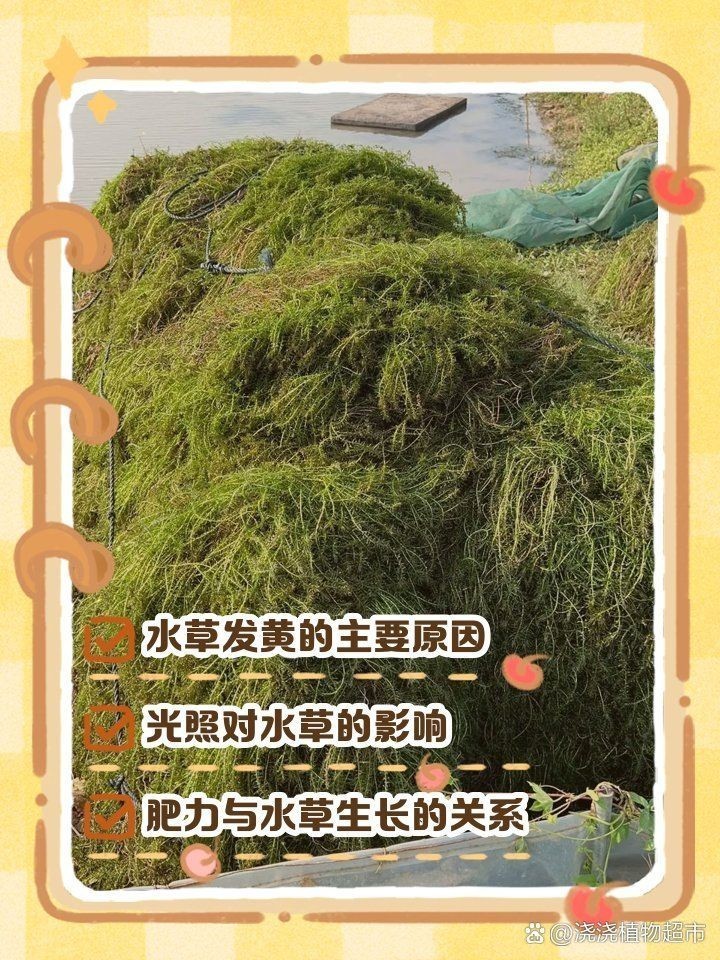 吉印專業水草燈為啥是黃光,觀賞度下:吉印專業水草燈 龍魚論壇 第1張 吉印專業水草燈為啥是黃光,觀賞度下:吉印專業水草燈 吉印專業水草燈為啥是黃光,觀賞度下:吉印專業水草燈 龍魚論壇 第1張