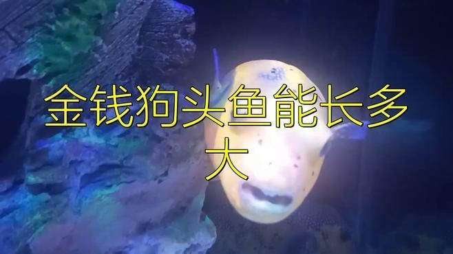 金錢狗頭魚好養嗎：金錢狗頭魚好養嗎,魯瑞達升梯