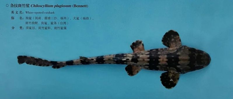 狗鯊和斑竹鯊的區別：狗鯊與斑竹鯊的區別
