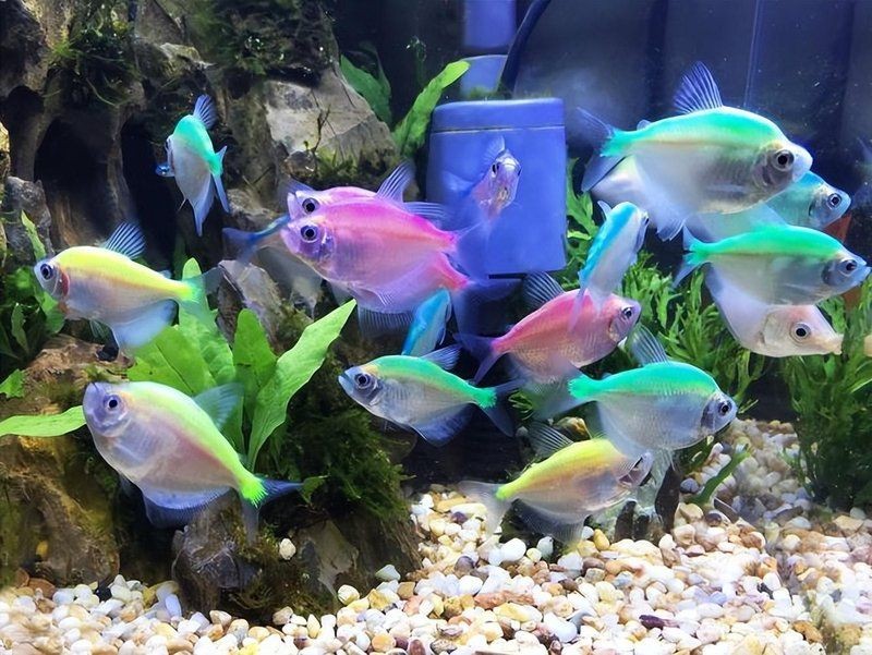 進(jìn)口觀賞魚需要的手續(xù)：進(jìn)口觀賞魚如何“游”進(jìn)國(guó)門