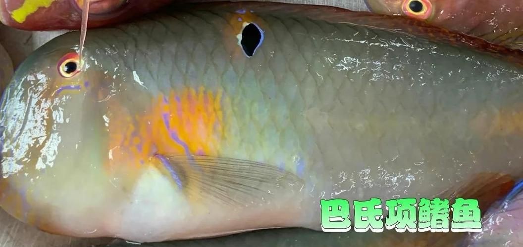 個牙魚圖片：個牙魚圖片嘎牙魚、橙腹牙魚如勾亞斯、潘塔那爾等品種