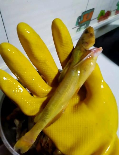 個牙魚圖片：個牙魚圖片嘎牙魚、橙腹牙魚如勾亞斯、潘塔那爾等品種